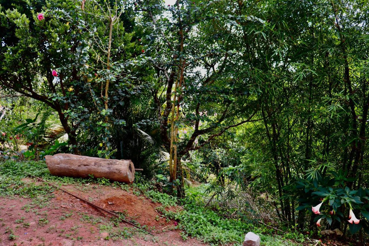 Coorg Nature Breeze Home Stay 马迪凯里 外观 照片